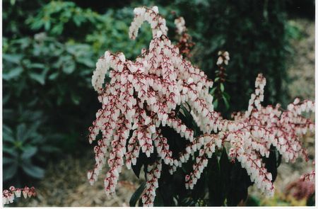 Lily Of the Valley Shrub